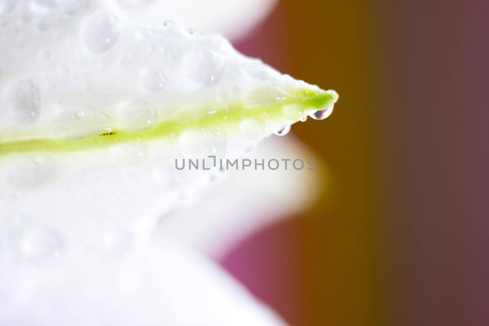Macro flower blossom with water droplet. Abstract nature blurred background. Beautiful Macro shot with tender wet blossom. High quality photo