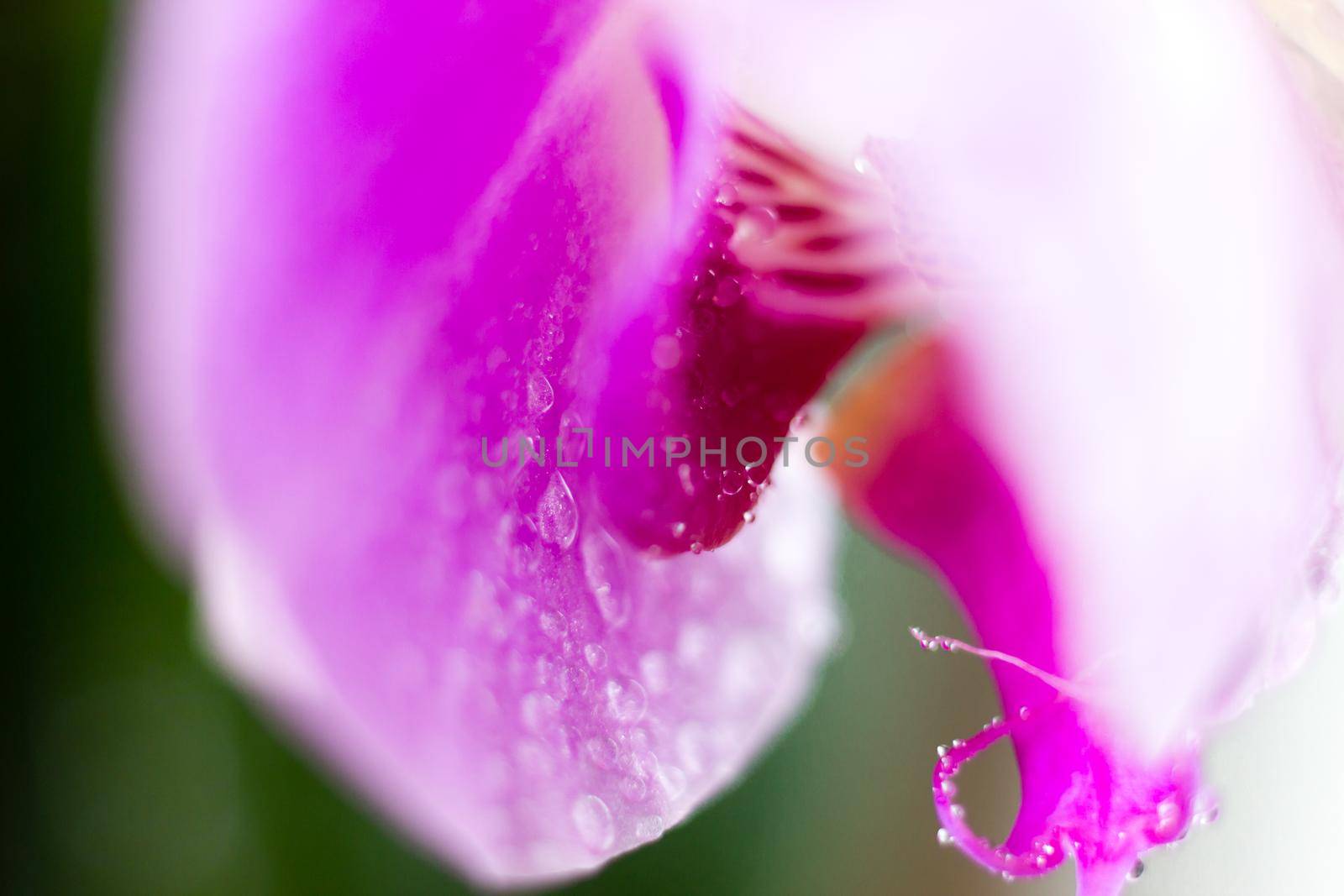 Beautiful Macro Orchid Flower. Abstract blurry natural background. Light fragile blossoms with waterdrops. by iliris