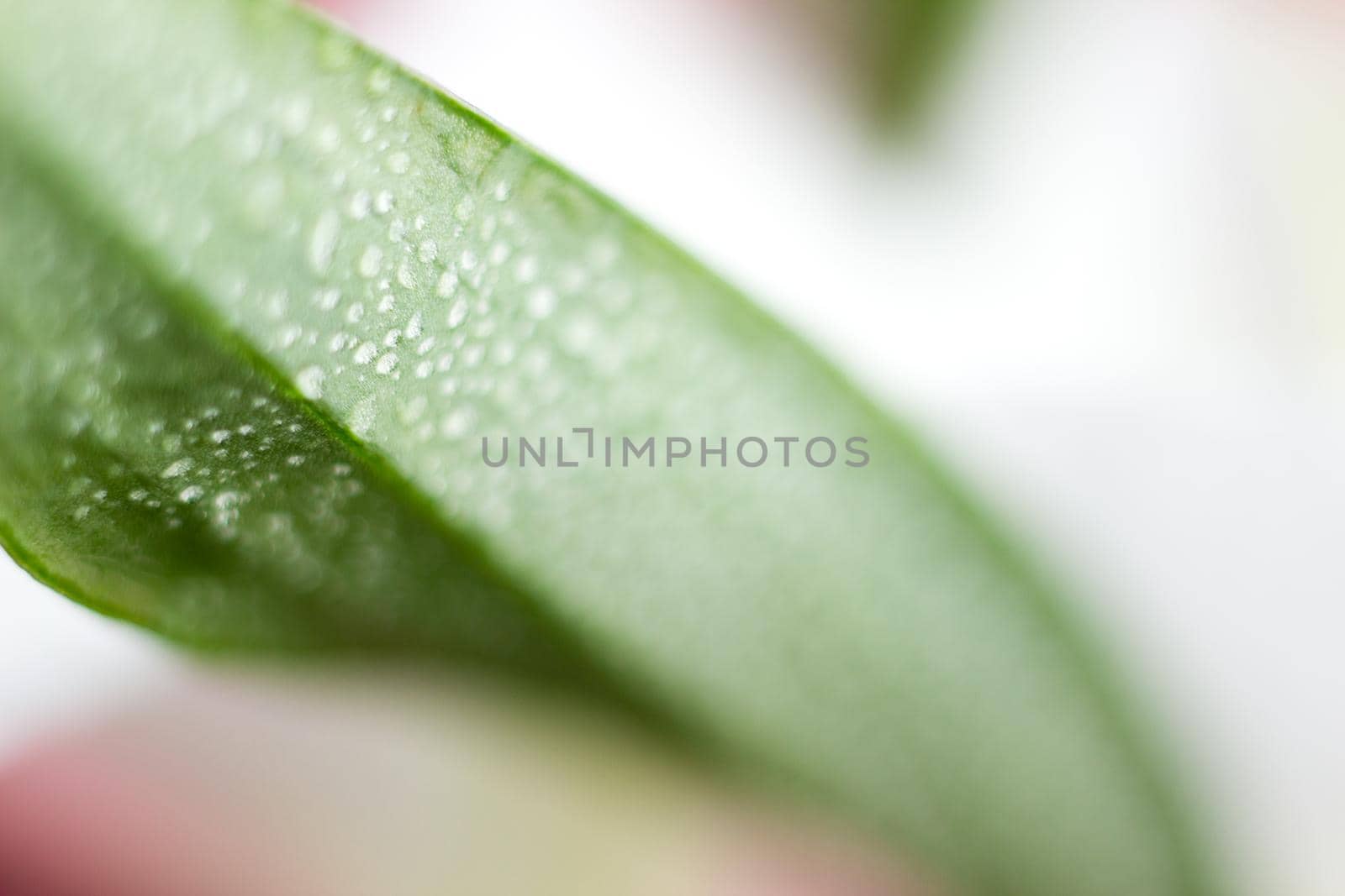 Macro flower blossom with water droplet. Abstract nature blurred background. Beautiful Macro shot with tender wet blossom. by iliris