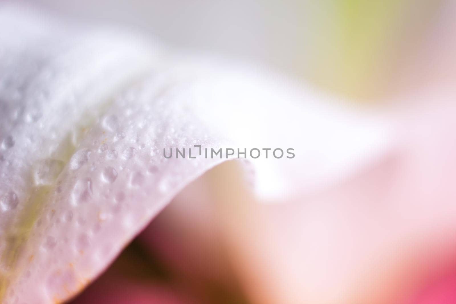 Macro flower blossom with water droplet. Abstract nature blurred background. Beautiful Macro shot with tender wet blossom. by iliris