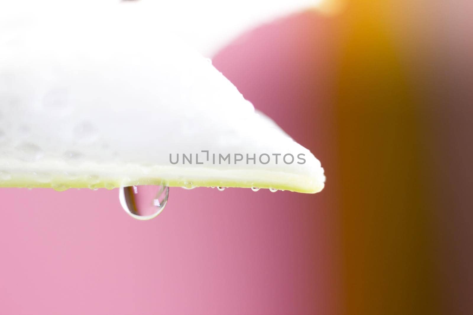 Macro flower blossom with water droplet. Abstract nature blurred background. Beautiful Macro shot with tender wet blossom. High quality photo