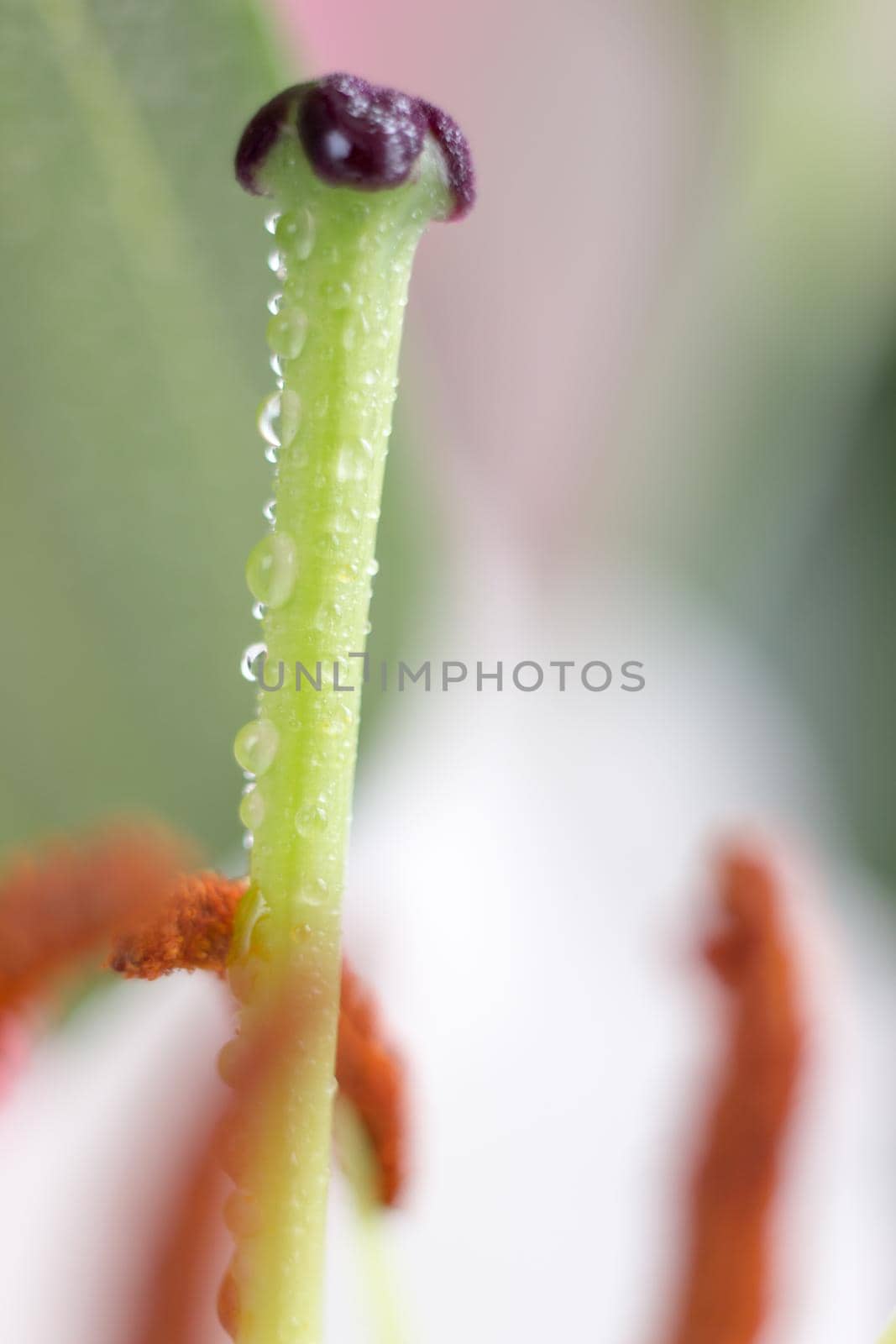 Macro flower blossom with water droplet. Abstract nature blurred background. Beautiful Macro shot with tender wet blossom. by iliris