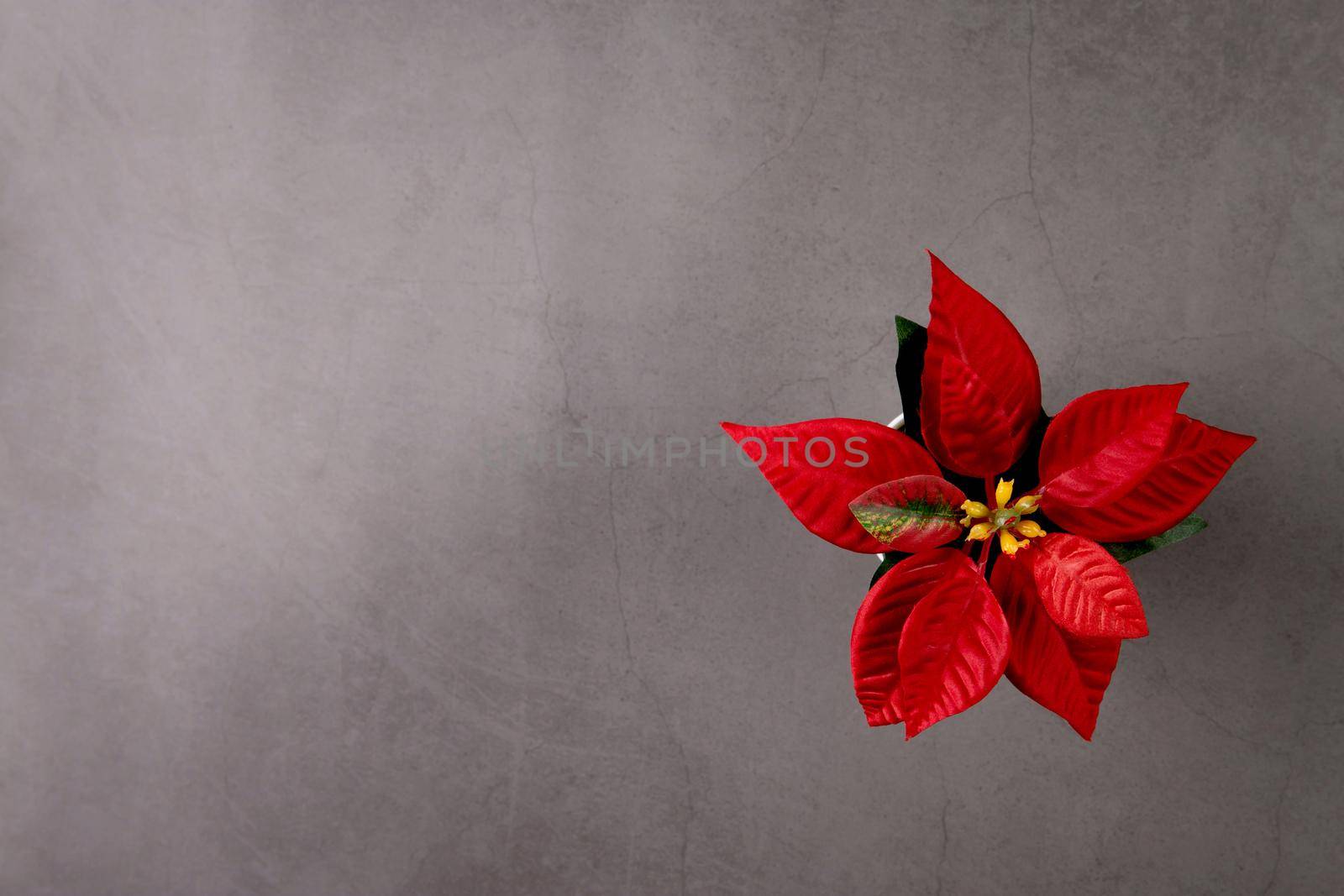 Poinsettia flower in Merry Christmas day for celebration on cement textured background, xmas holiday with plant or floral is symbol, nobody, no people, elements of flora and bloom, top view.