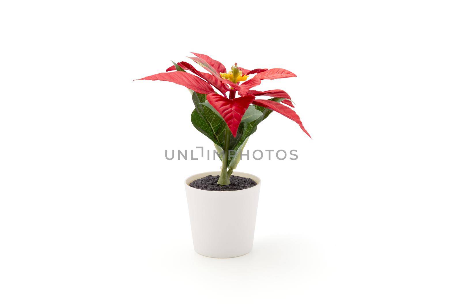 Poinsettia flower in Merry Christmas day for celebration isolated on white background, xmas holiday with plant or floral is symbol, nobody, no people, elements of flora and bloom for ornament. by nnudoo