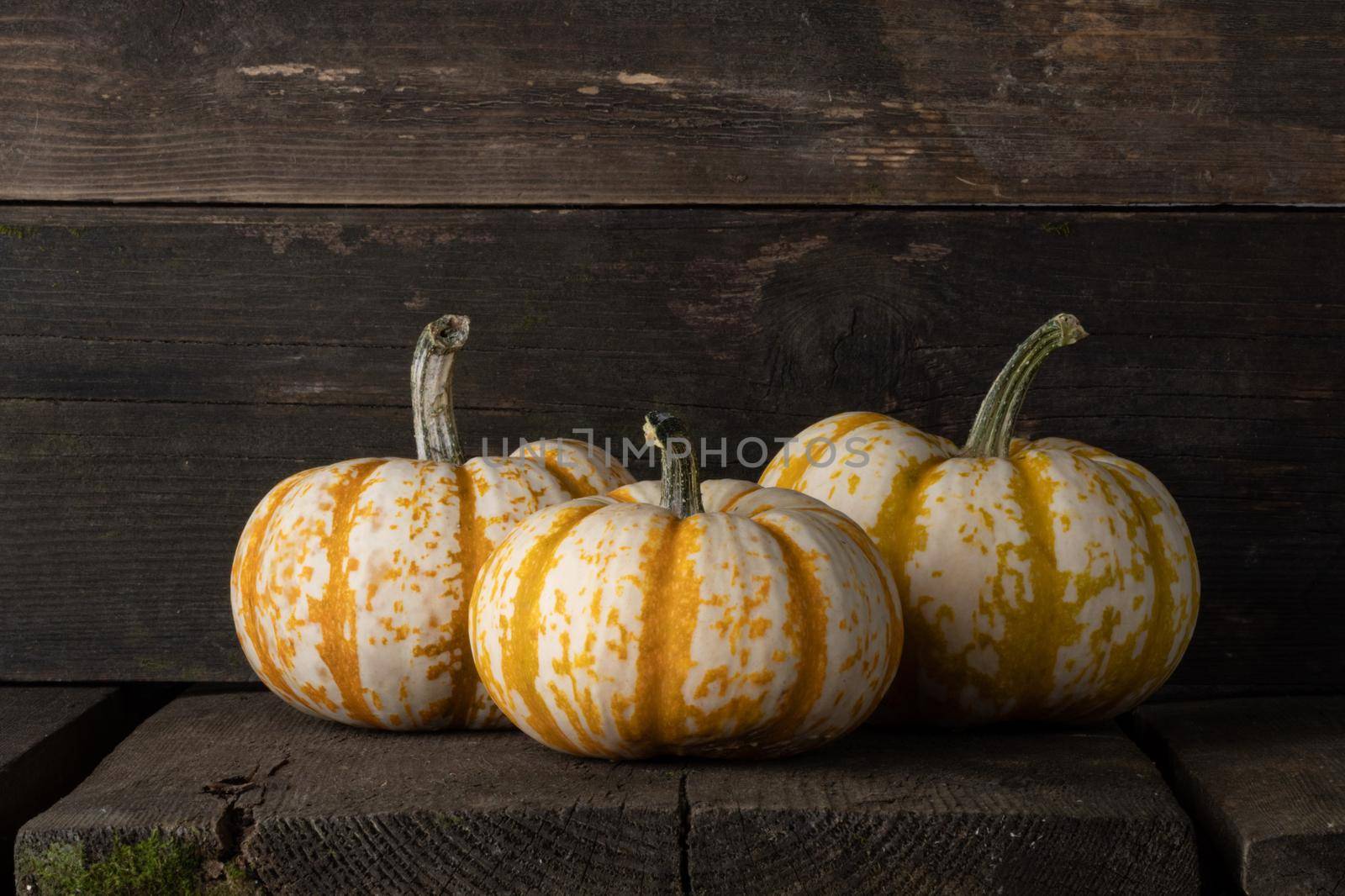 Three striped yellow pumpkins on dark wooden background, Halloween or Thanksgiving concept