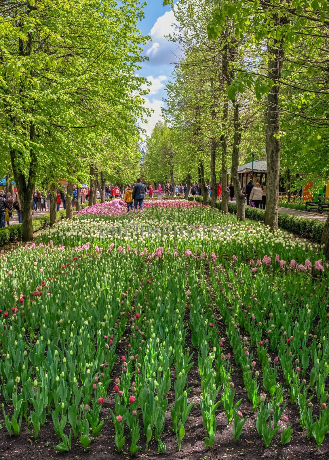 Tulip alley in the Kropyvnytskyi arboretum, Ukraine by Multipedia