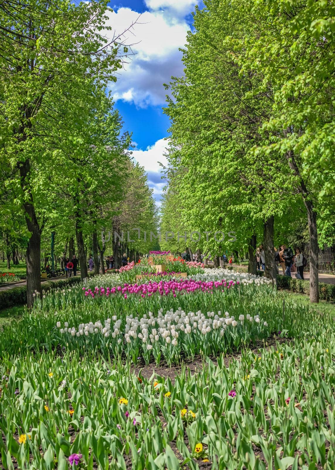 Tulip alley in the Kropyvnytskyi arboretum, Ukraine by Multipedia