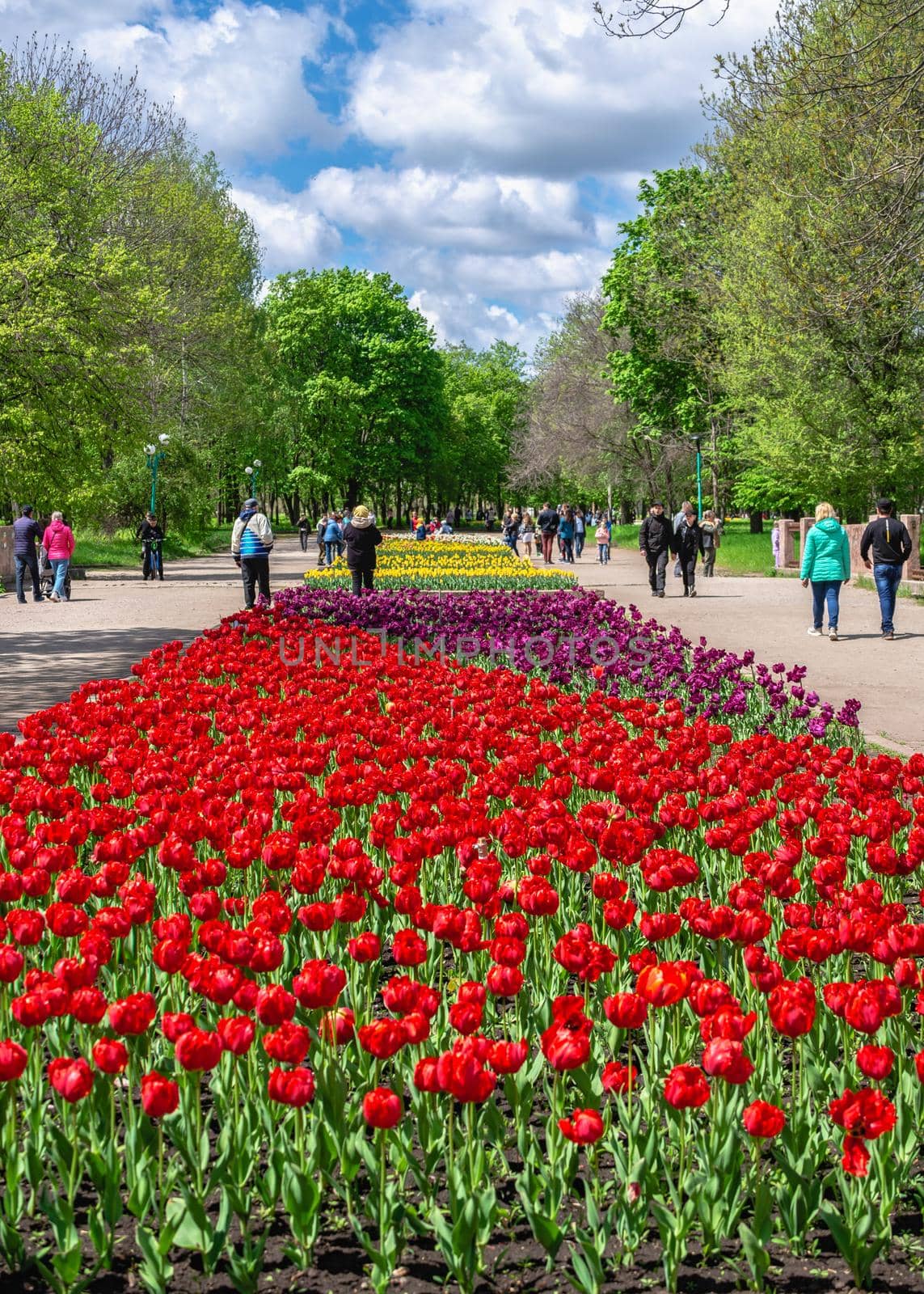 Tulip alley in the Kropyvnytskyi arboretum, Ukraine by Multipedia