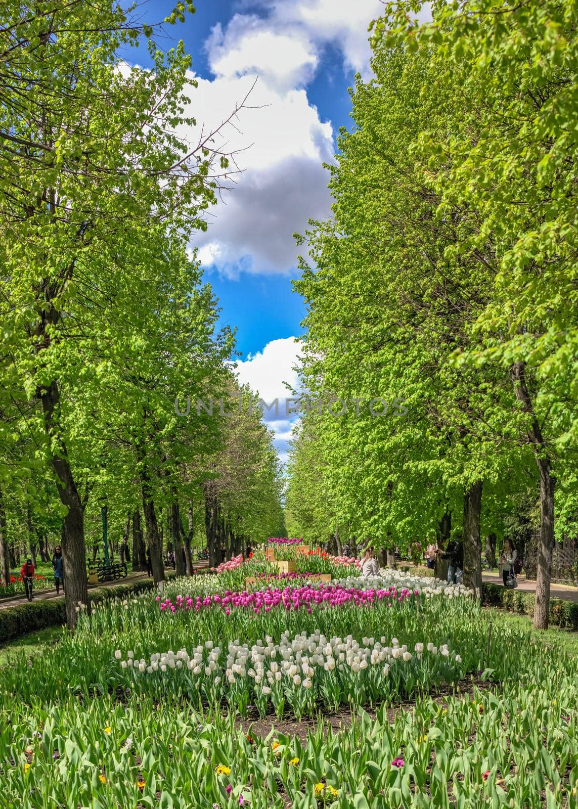 Kropyvnytskyi, Ukraine 09.05.2021.  Tulip alleys in the Kropyvnytskyi arboretum on a sunny spring day