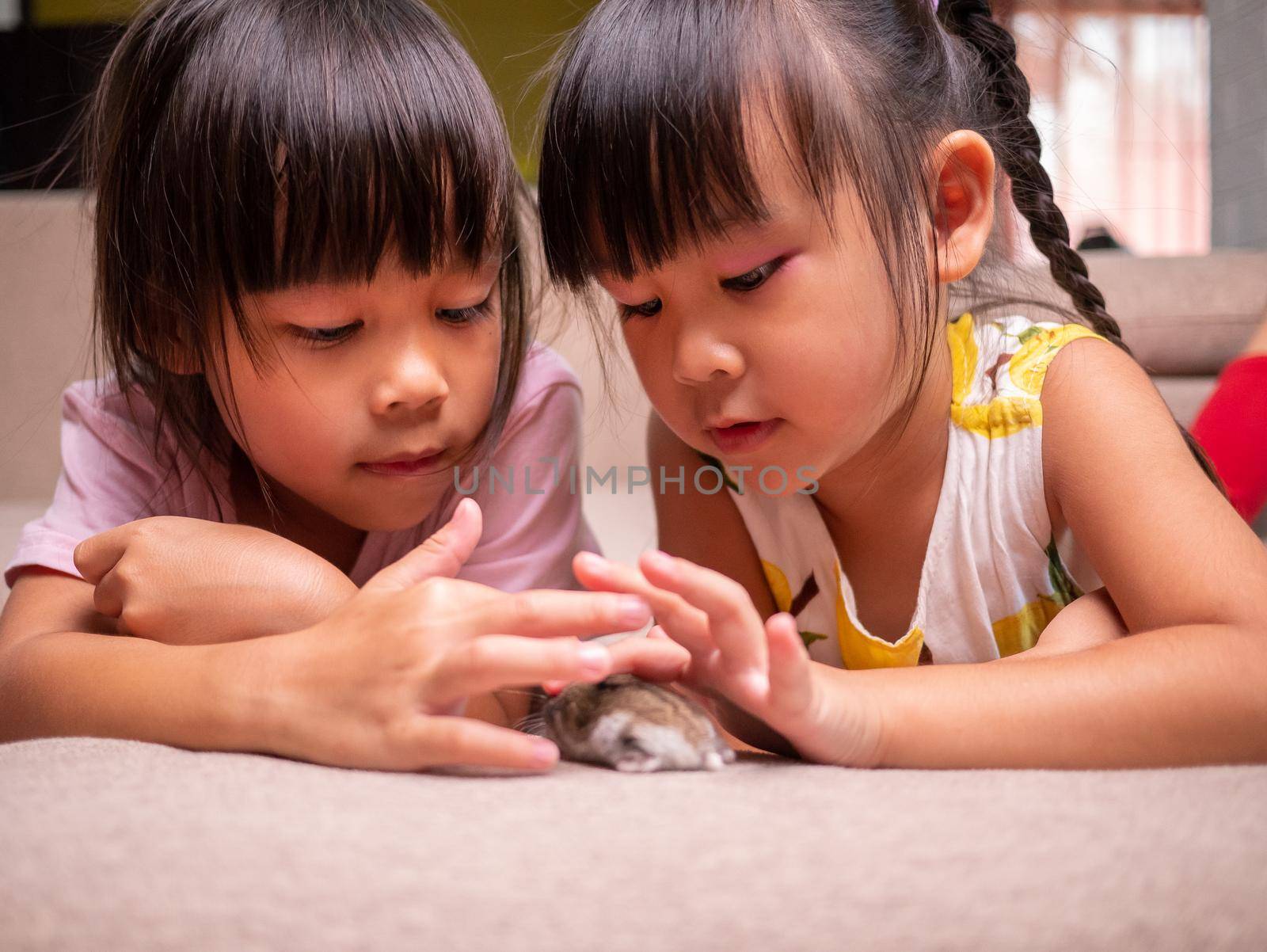 Happy two little sibling girls stroking cute hamster lying on sofa at home. Children and pets concept. by TEERASAK