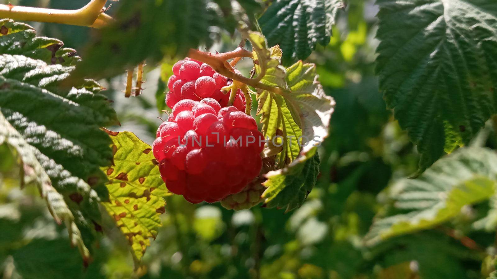 Organic raspberries on bush, copy space. Cultivation, food. Raspberry plantation. Growing berries closeup. Raspberry plant, raspberry bush. Ripe raspberry on branch in fruit garden