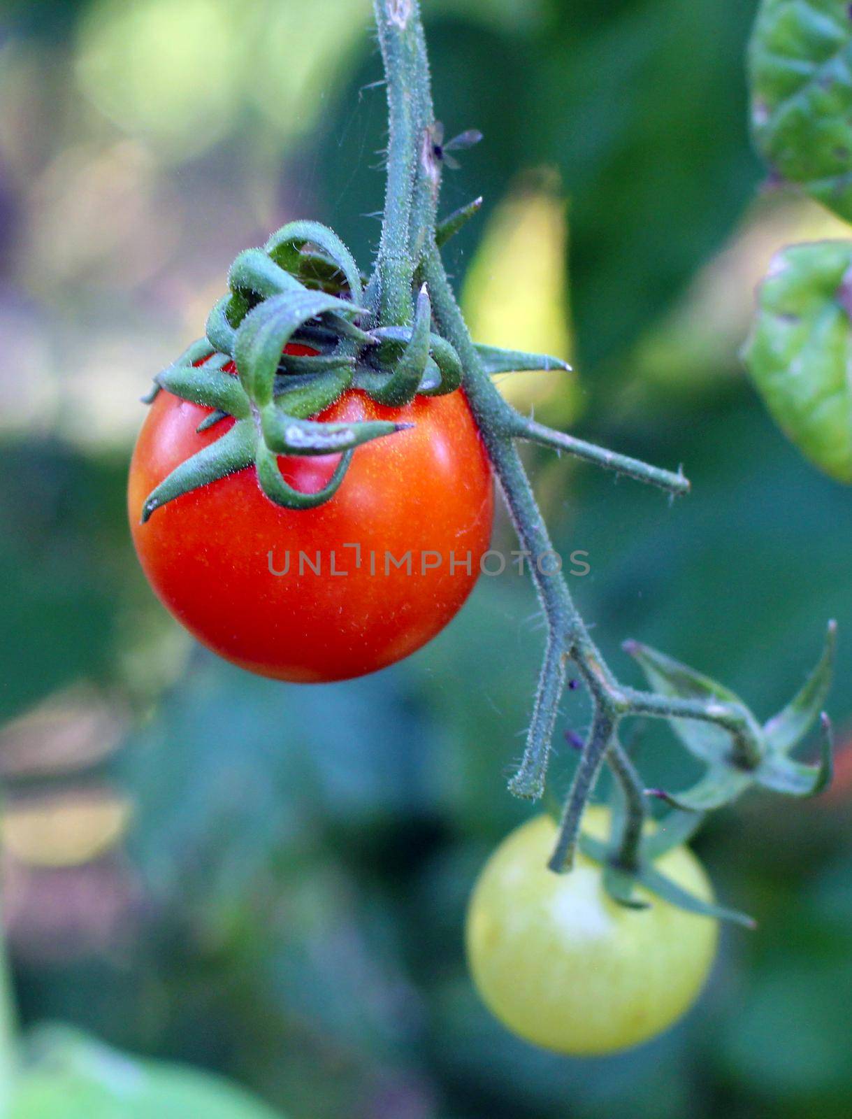 Home grown young tomato by Lirch