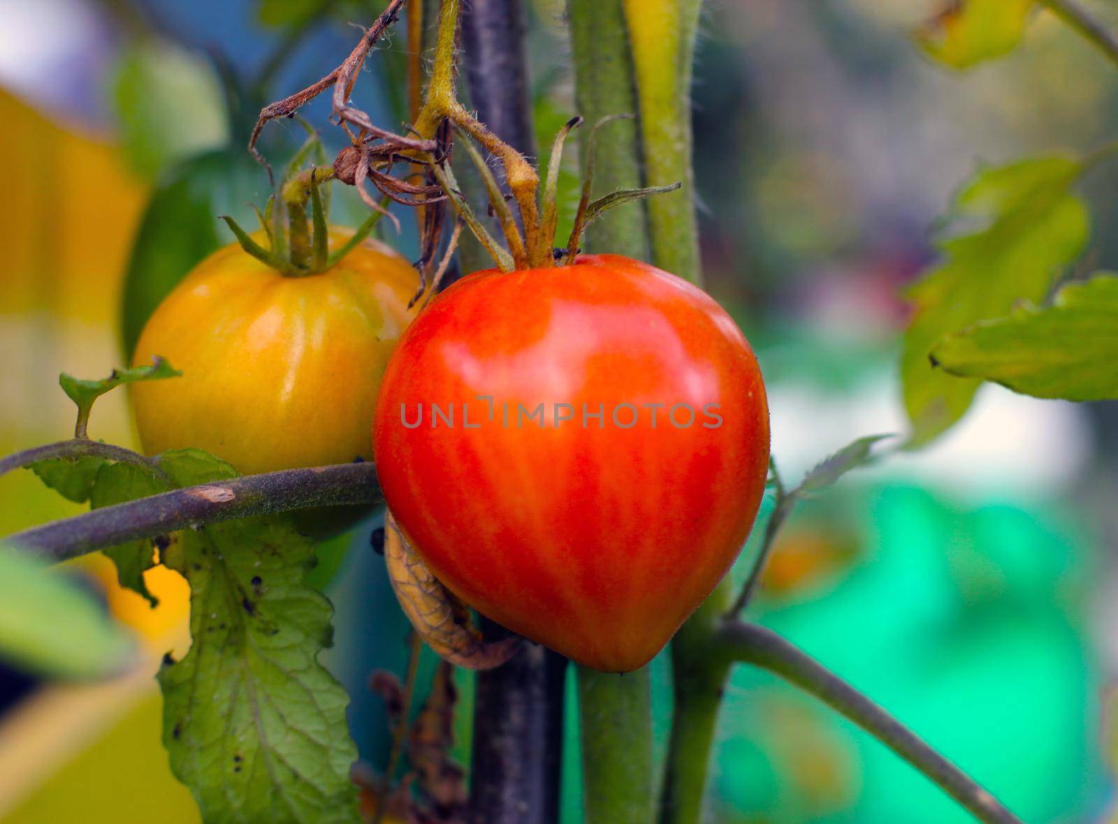 Home grown fresh ripe tomatoready for harvest, bio culture
