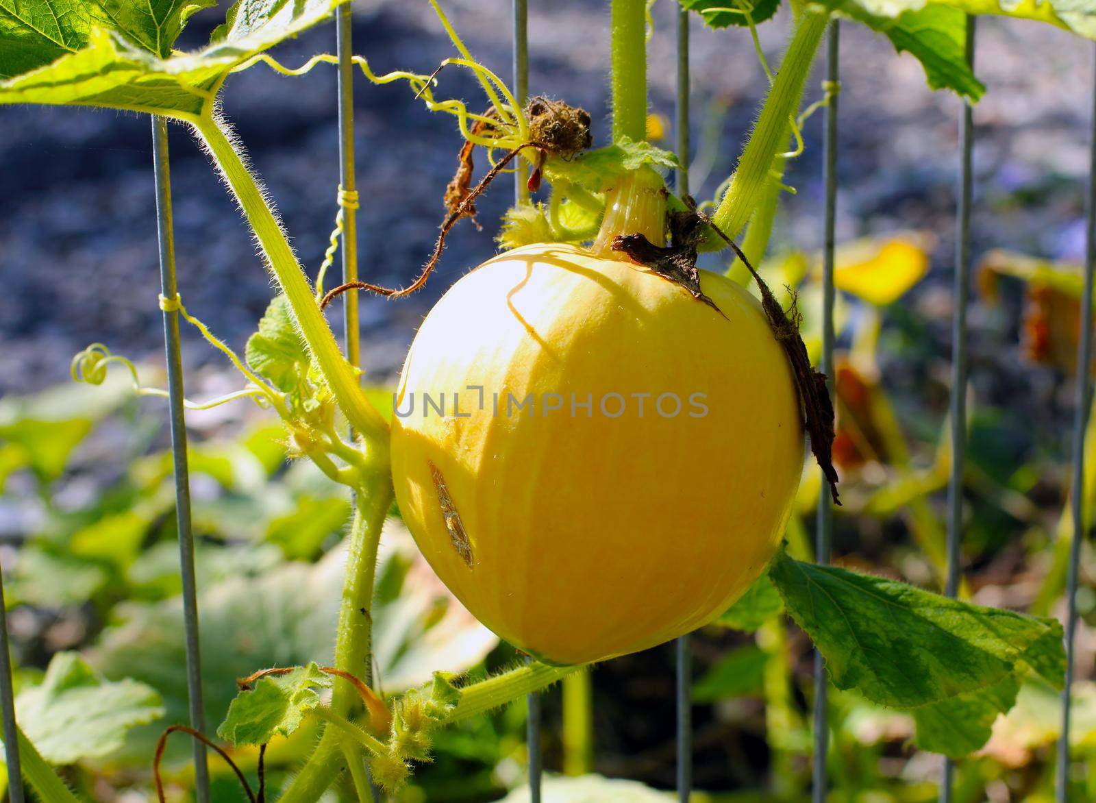 Home grown, bio young Yellow Mellow pumking and leaves