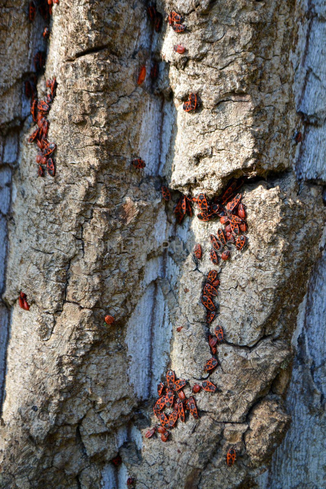 Group of firebugs on an oak bark, the earlier name of the wingless rudder - apterus means wingless is a widespread type of plaice in Central Europe. High quality photo