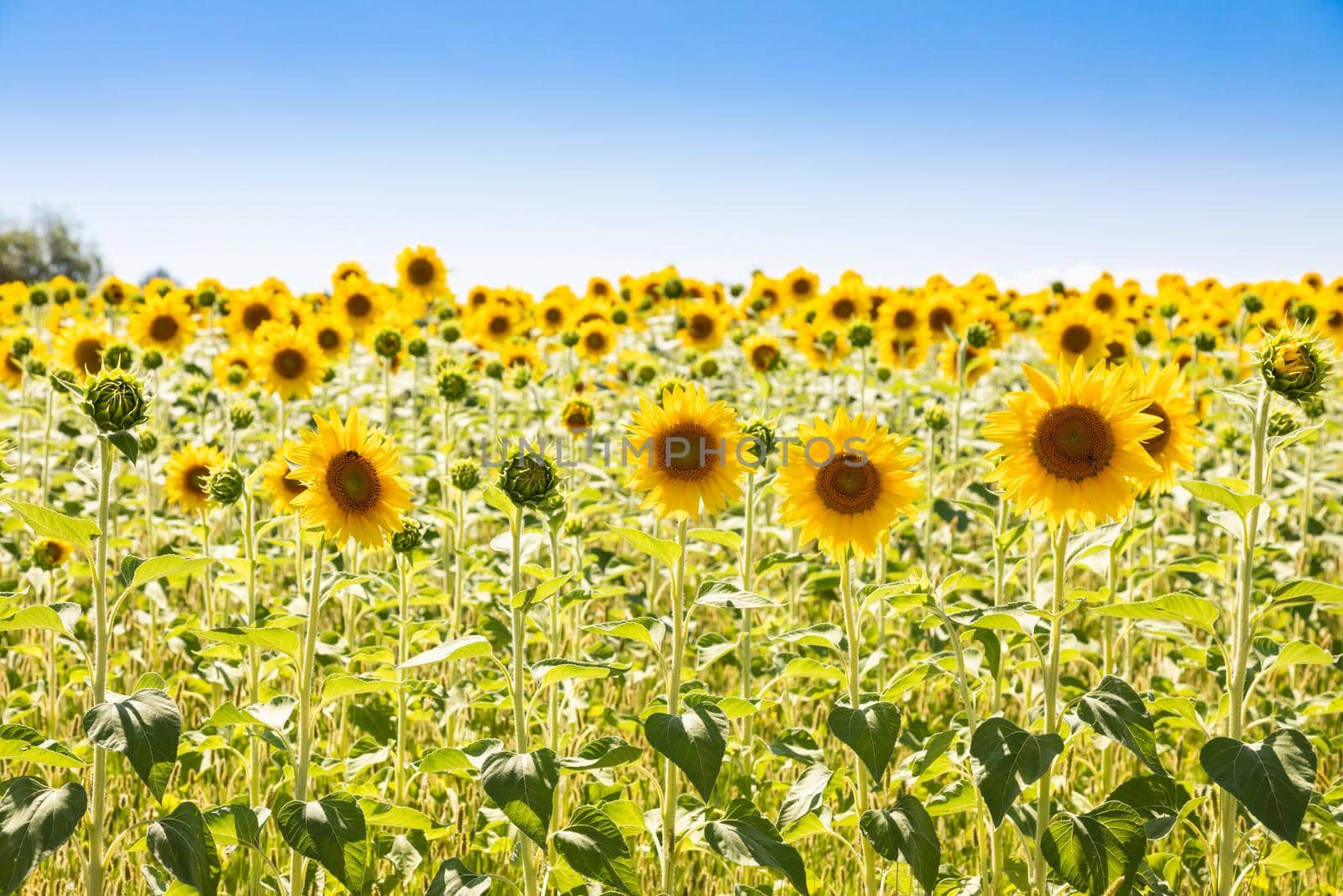 Sunflowers field in Italy. Scenic countryside in Tuscany with deep blue sky.