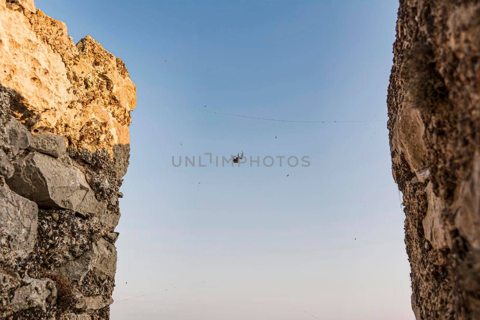 Zebra spider on spider web between two rocks by ankarb