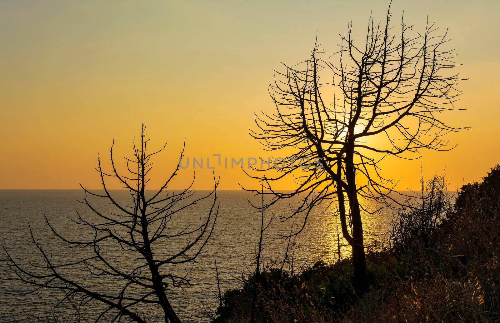 Tree at sunset in Palaiokastro castle of ancient Pylos by ankarb