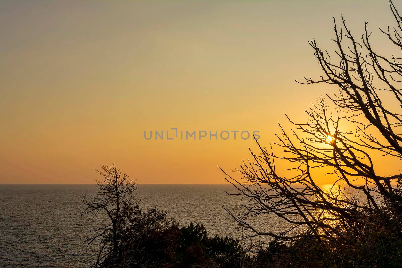Tree at sunset in Palaiokastro castle of ancient Pylos, Greece