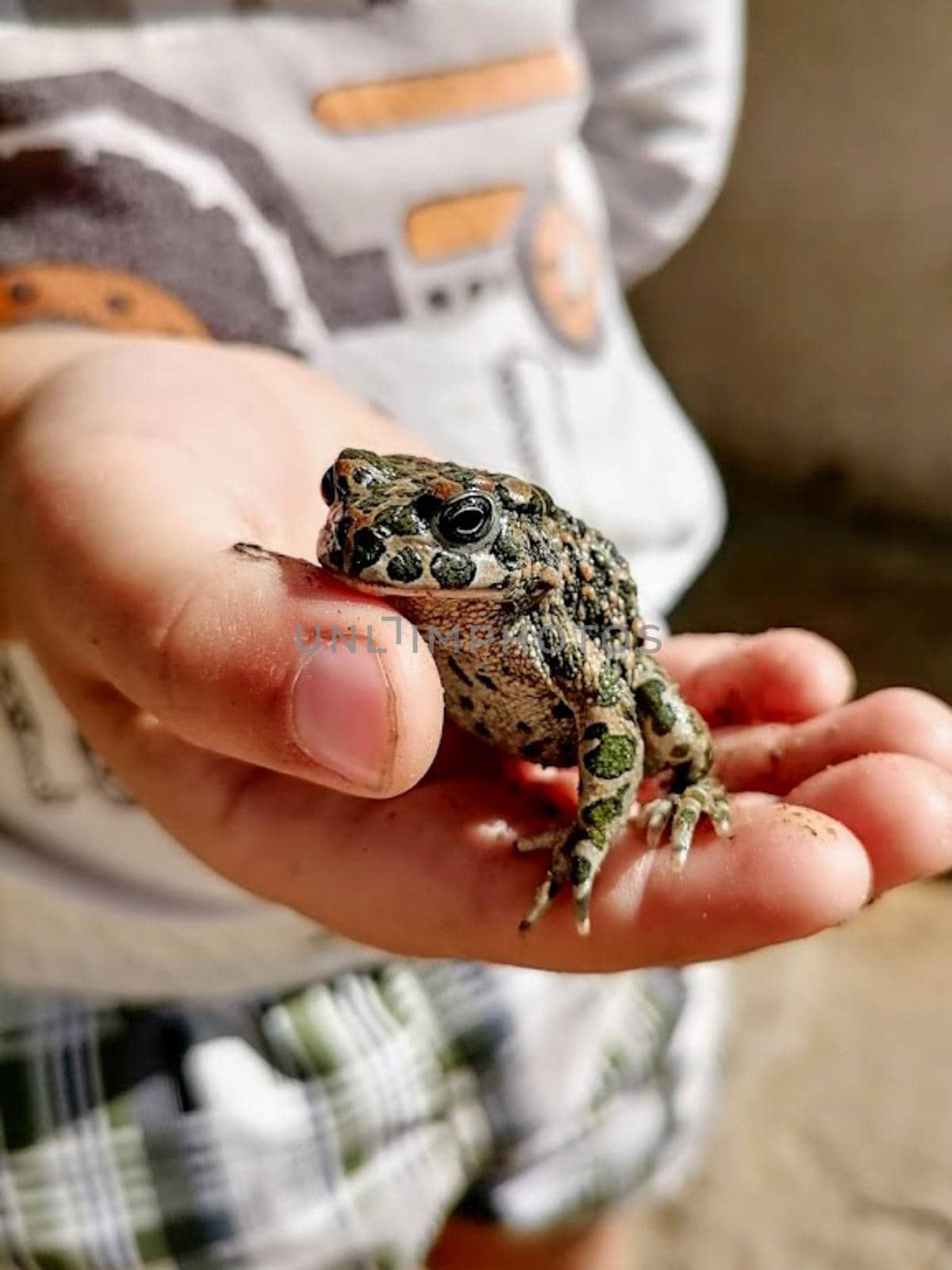 An earthen toad on a child's hand human hand in a glove holds an earthen toad. High quality photo