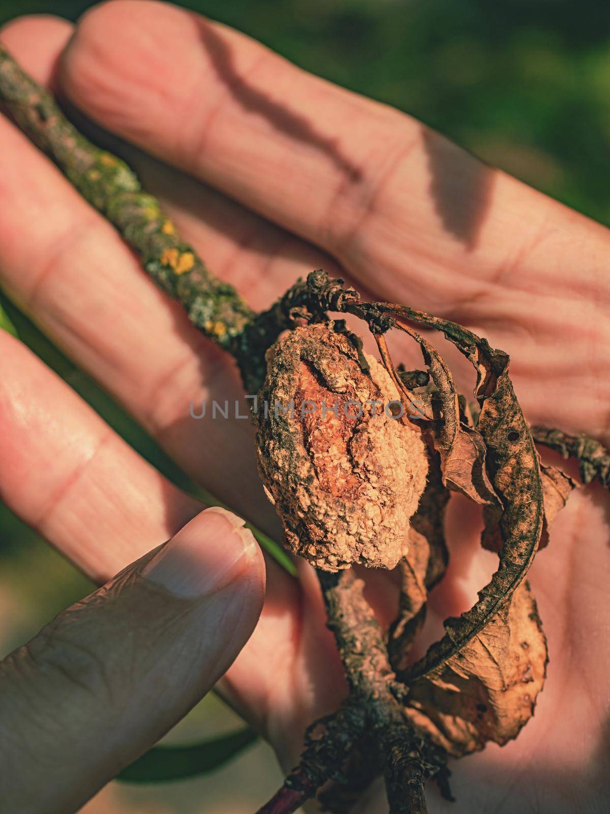 Farmer shows the rotten peach on a branch. Peach tree  diseases of fungi and mold.