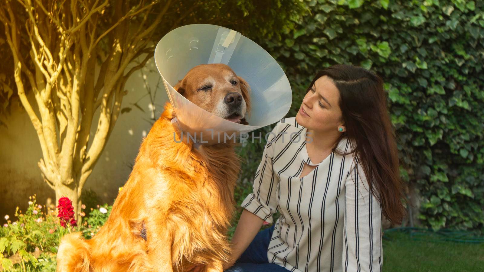 Portrait of an injured Golden Retriever dog with a plastic cone on its neck next to a beautiful Hispanic woman in the garden of their house by alejomiranda