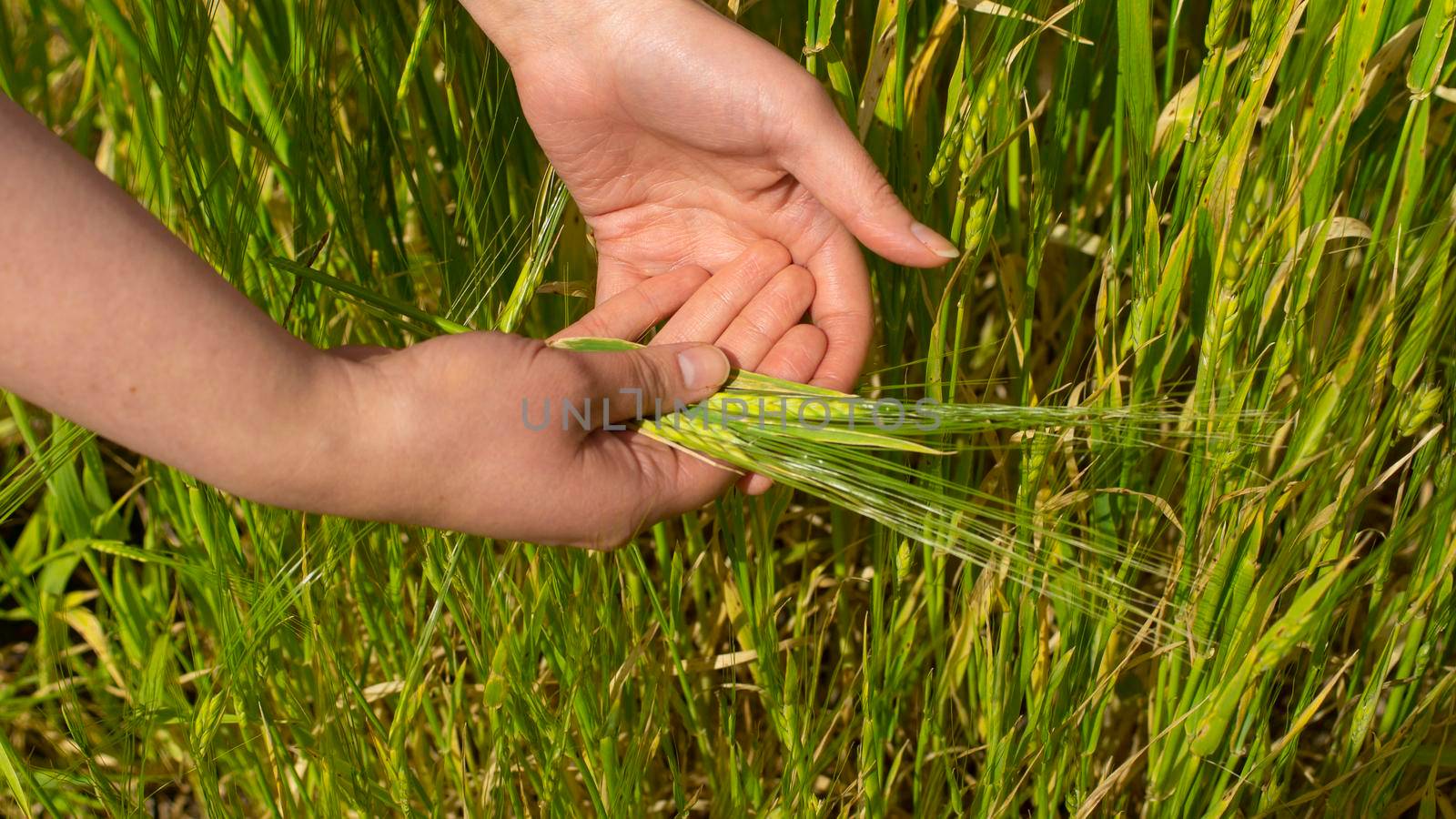Close up on woman's hands holding a group of freshly plucked green wheat ears on wheat crop background