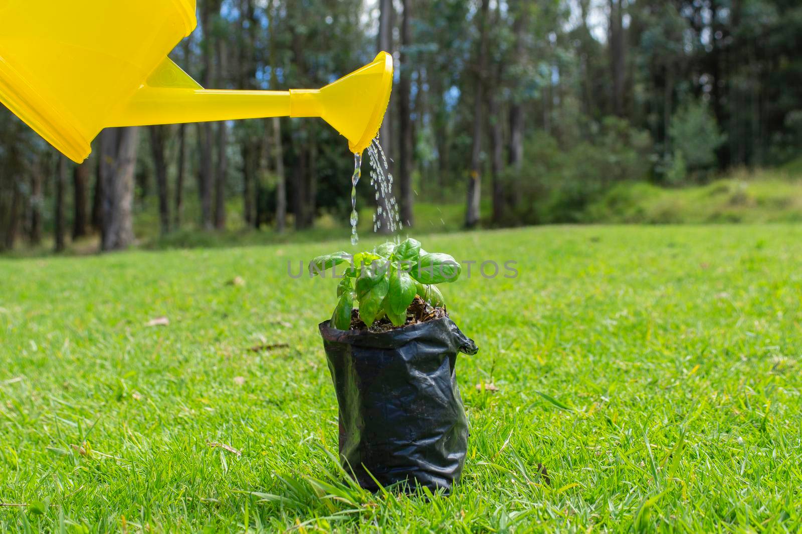 Yellow watering can watering a small plant inside a black plastic before being planted in a field surrounded by trees in the morning