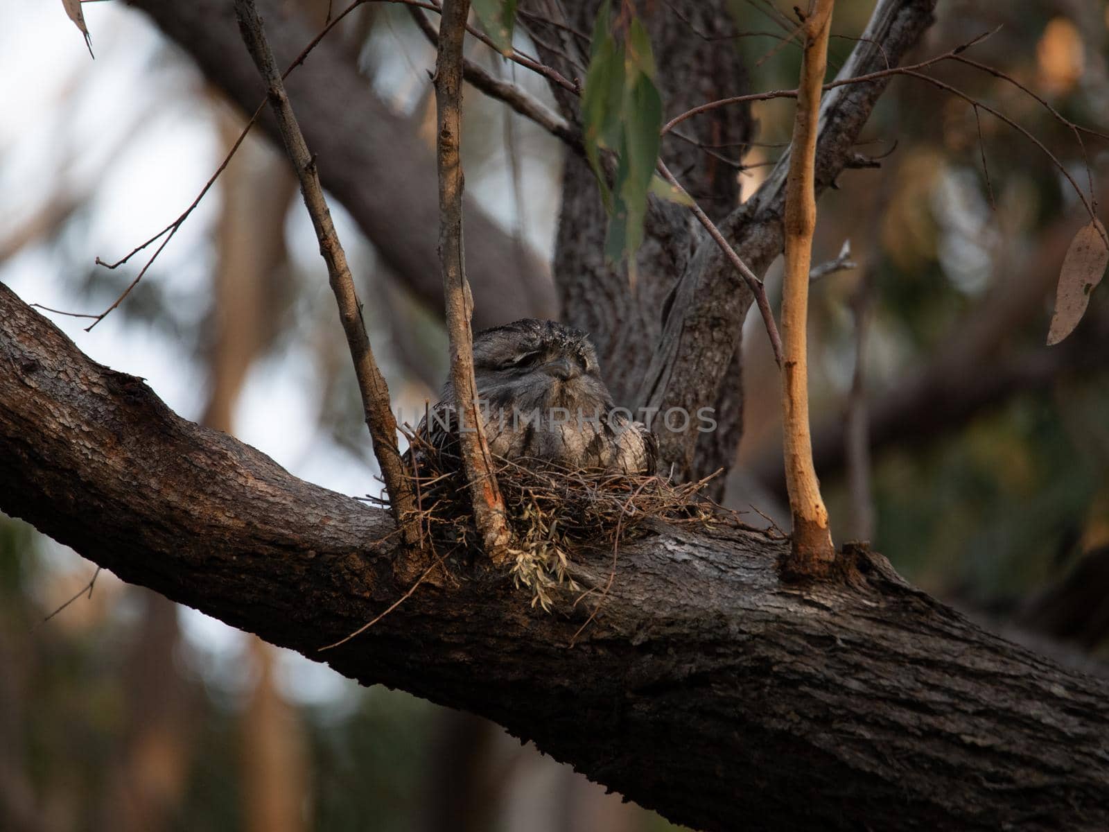 Tawny Frogmouth nesting on top of its chicks. High quality photo