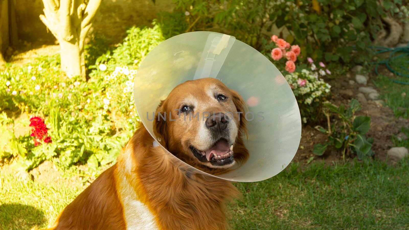 Portrait of an injured Golden Retriever dog with a plastic cone on his neck so that he does not hurt himself in the garden of his house by alejomiranda