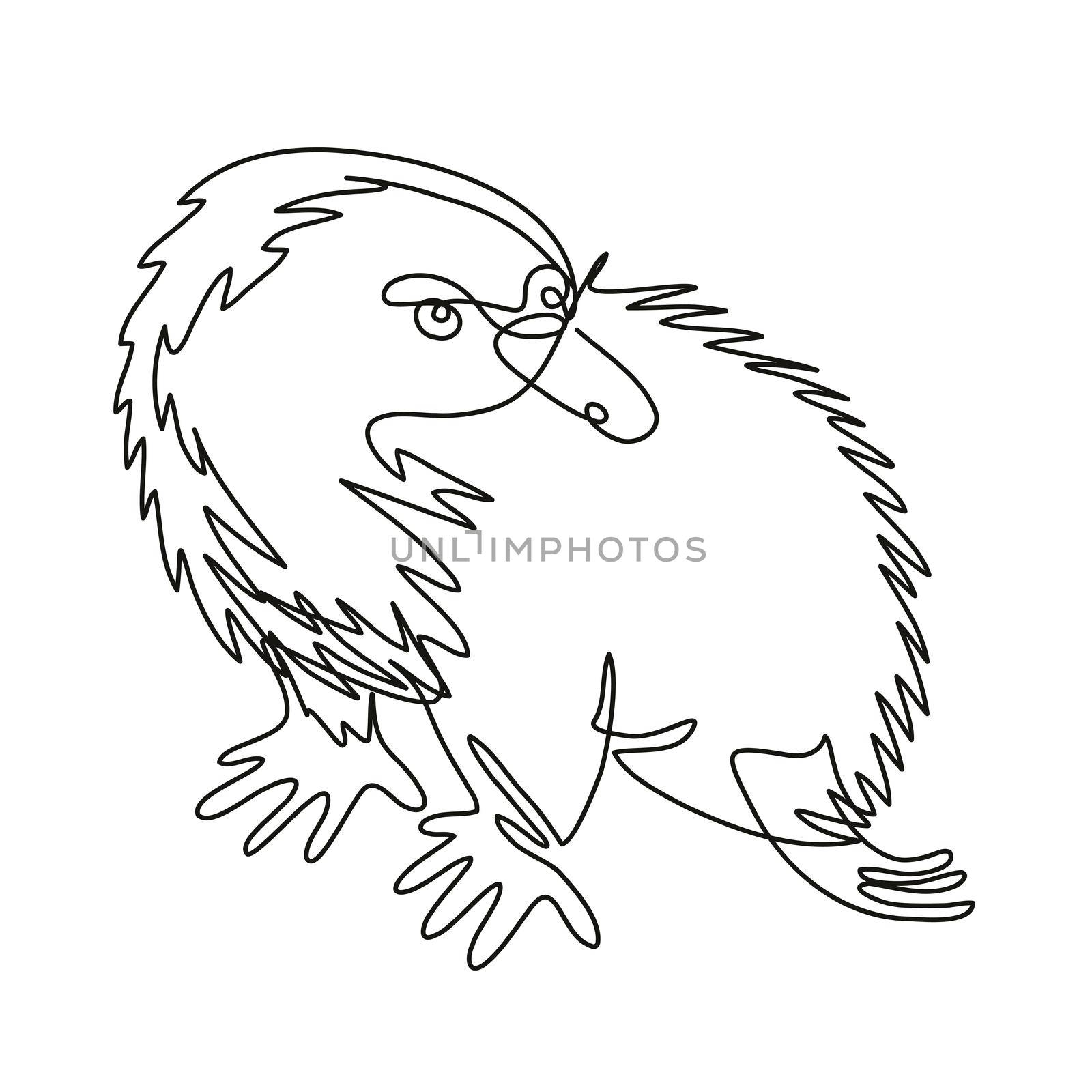 Echidna or Spiny Anteater Side View Continuous Line Drawing  by patrimonio