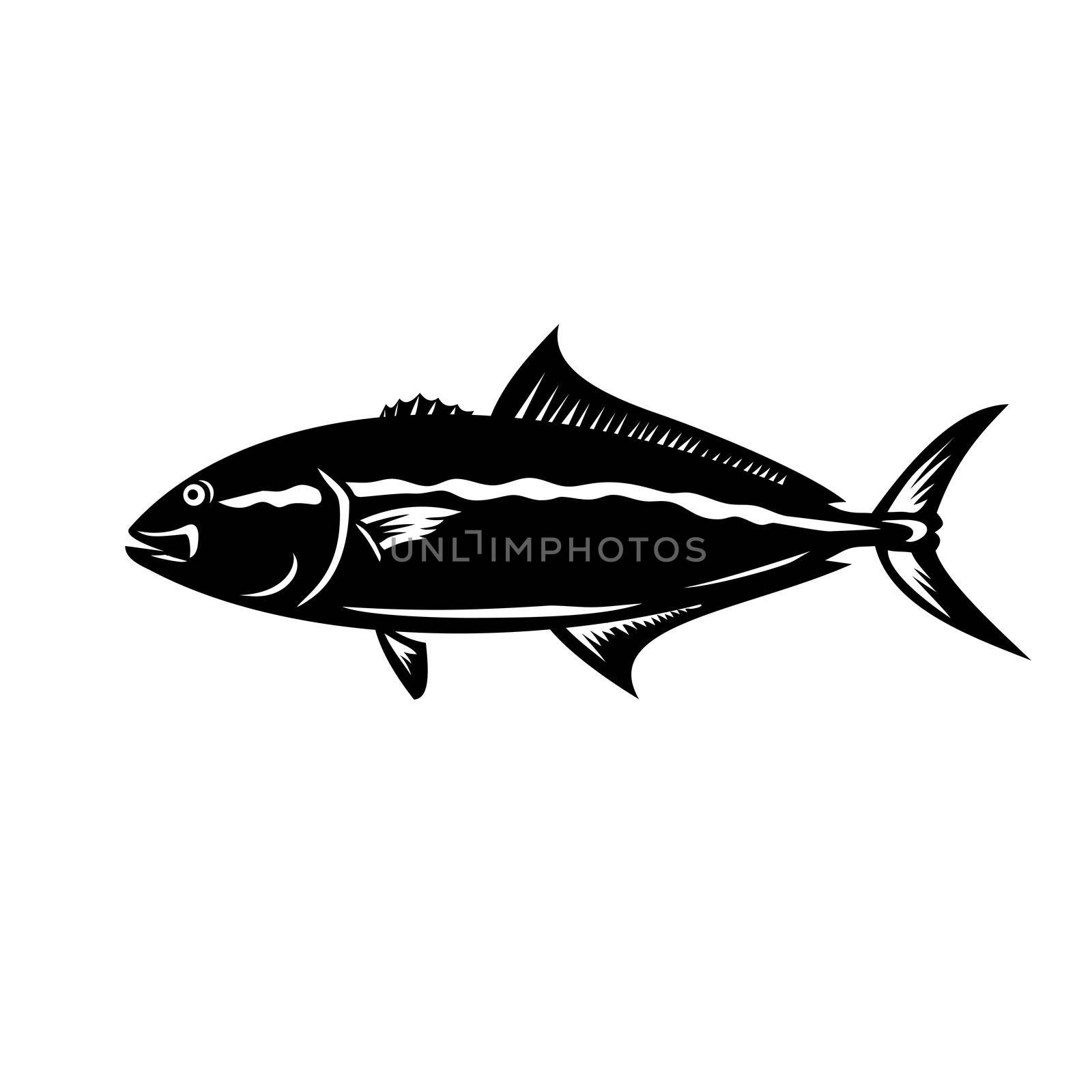 Mascot illustration of a greater amberjack, Seriola dumerili, medregal, coronado, allied kingfish, great amberfish, greater yellowtail, jenny lind, purplish amberjack in  retro black and white style.