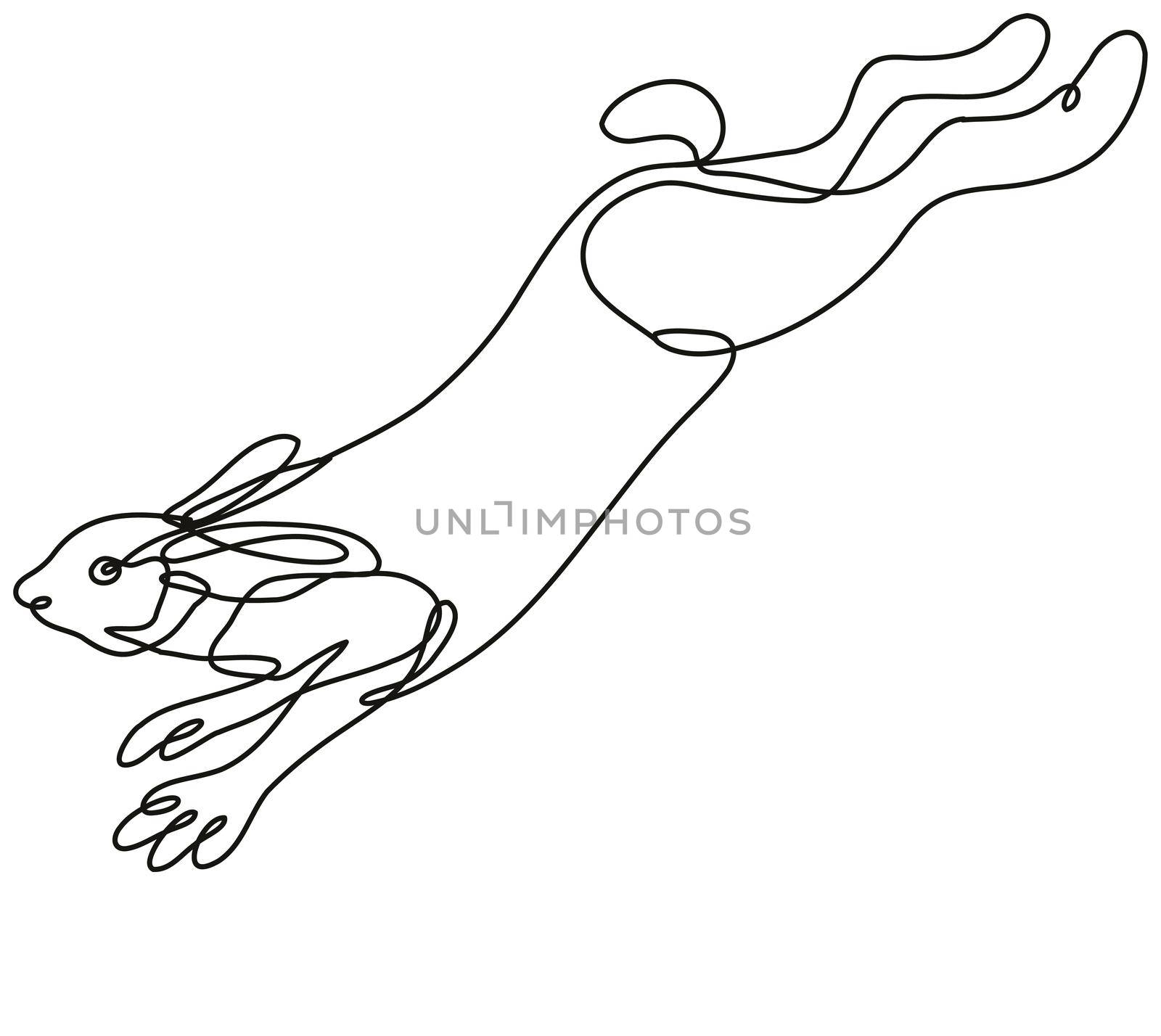 Continuous line drawing illustration of a snowshoe hare, varying hare or snowshoe rabbit jumping side view done in mono line or doodle style in black and white on isolated background. 