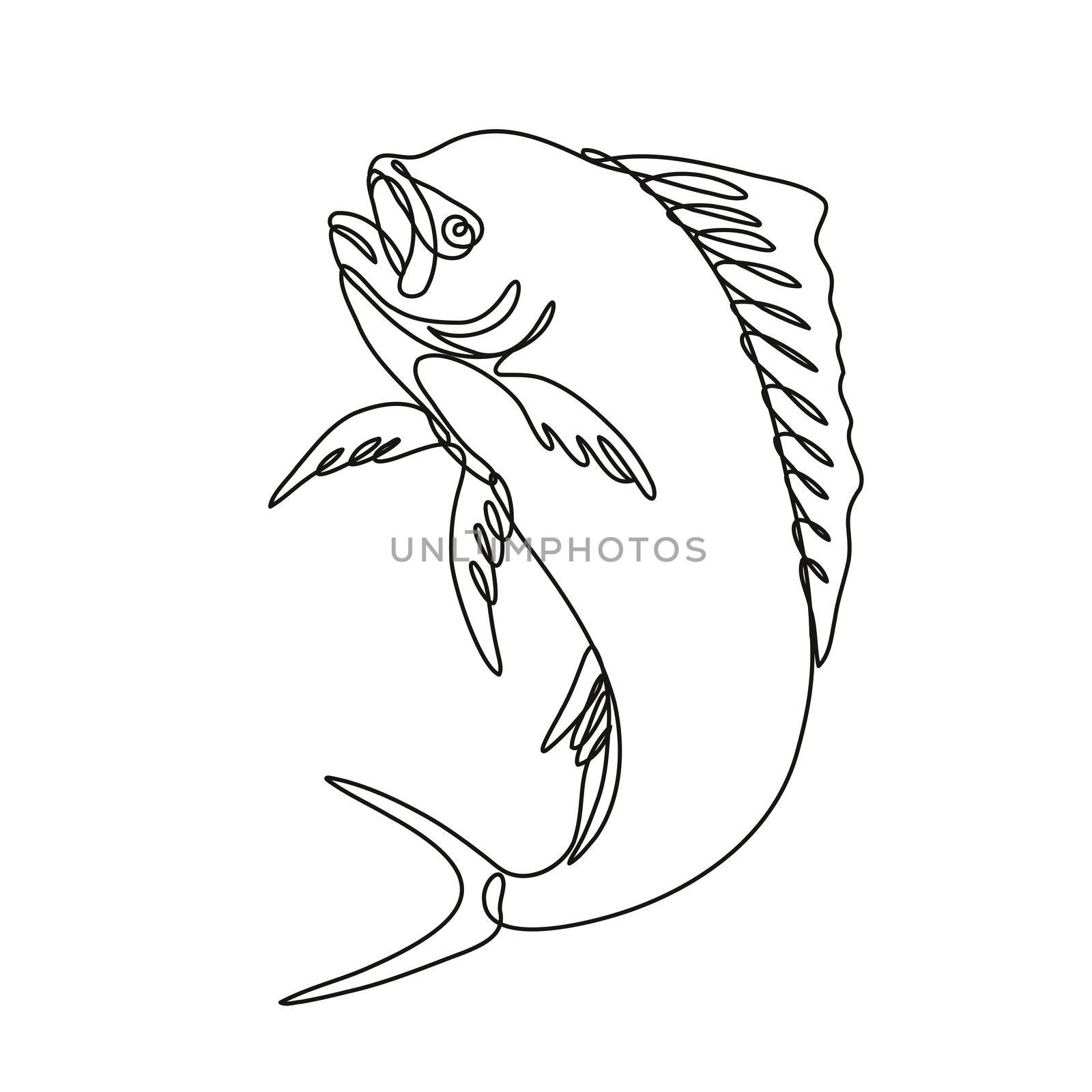 Continuous line drawing illustration of a dorado dolphin fish or mahi mahi Jumping Up done in mono line or doodle style in black and white on isolated background. 