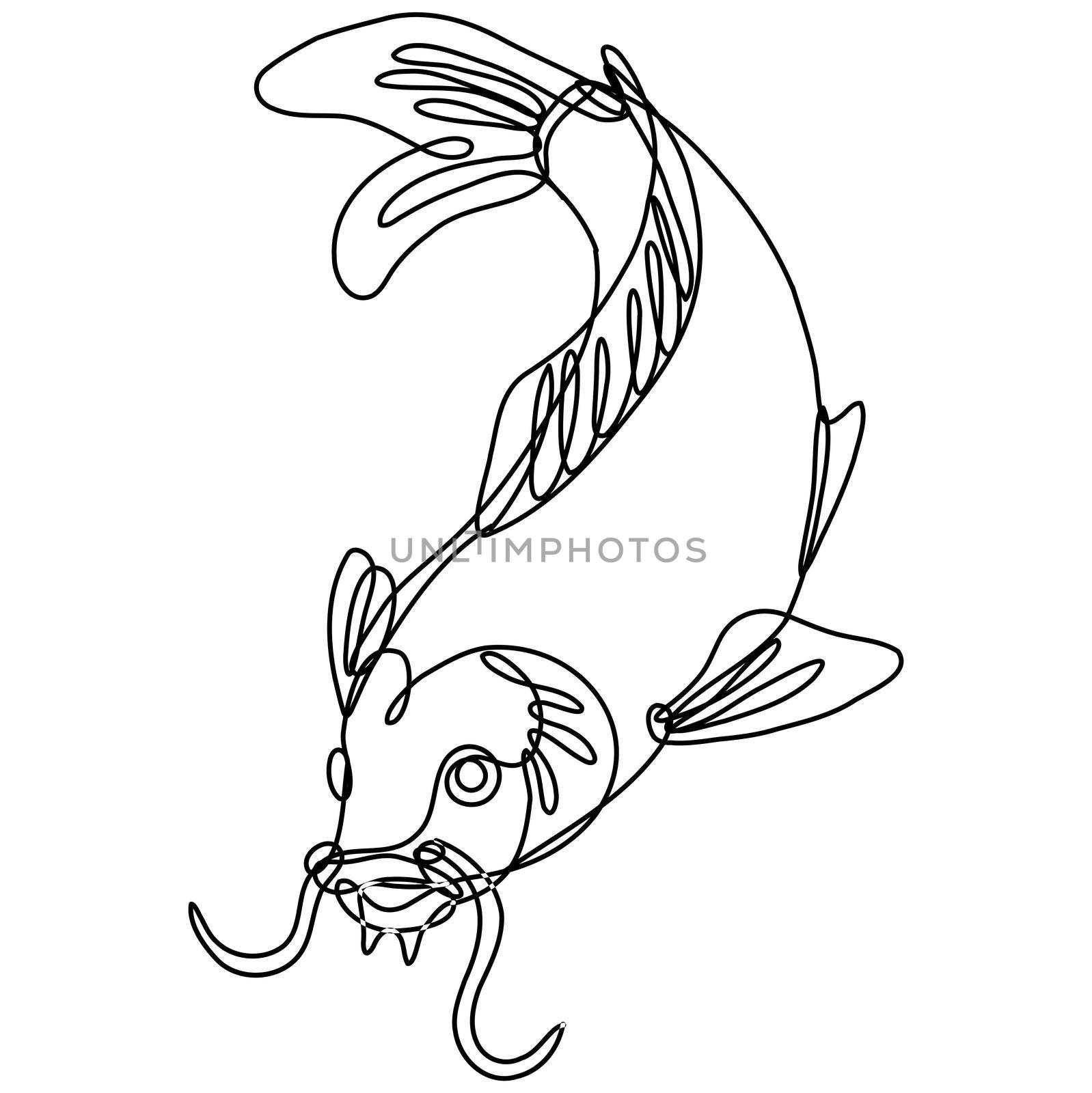 Continuous line drawing illustration of a nishikigoi koi carp fish diving down done in mono line or doodle style in black and white on isolated background. 