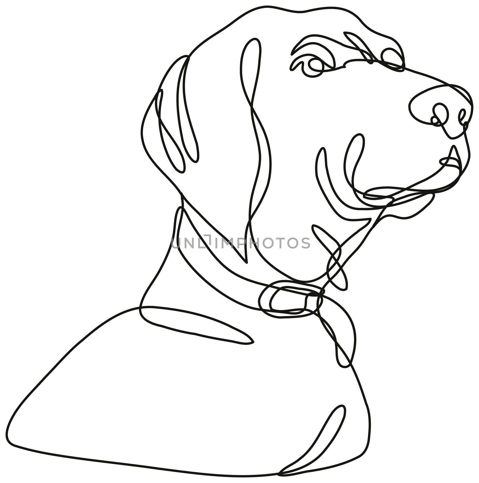 Continuous line drawing illustration of a Labrador retriever dog head looking up  done in mono line or doodle style in black and white on isolated background. 
