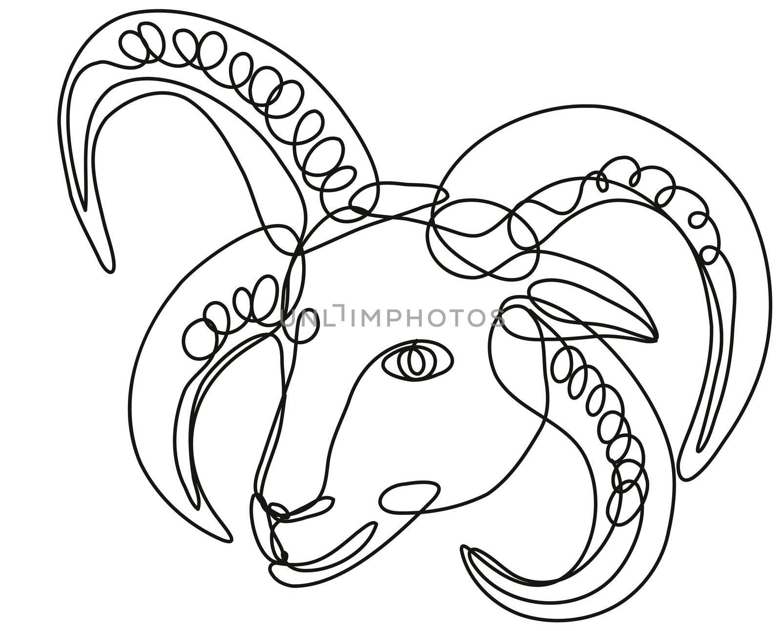 Head of Manx Loaghtan Sheep Continuous Line Drawing  by patrimonio