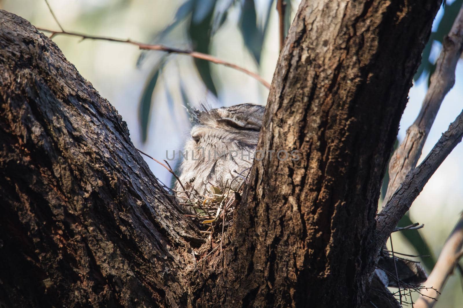 Tawny Frogmouth nesting on top of its chicks. High quality photo