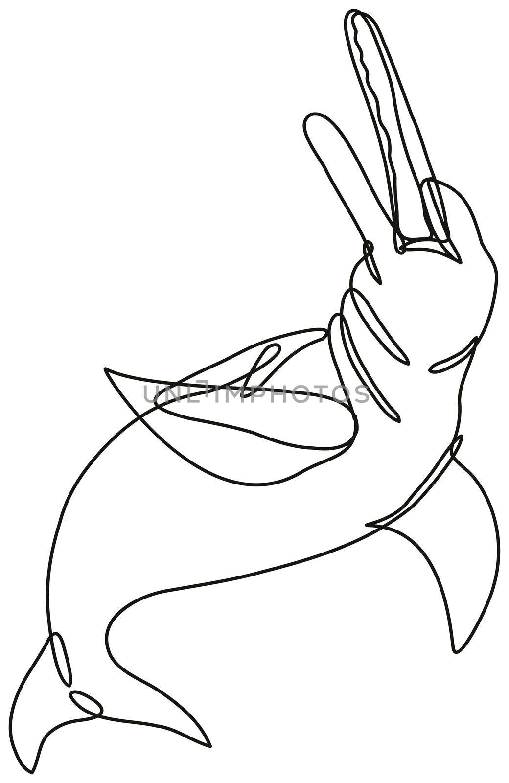 Continuous line drawing illustration of an  Amazon River Dolphin or boto done in mono line or doodle style in black and white on isolated background. 