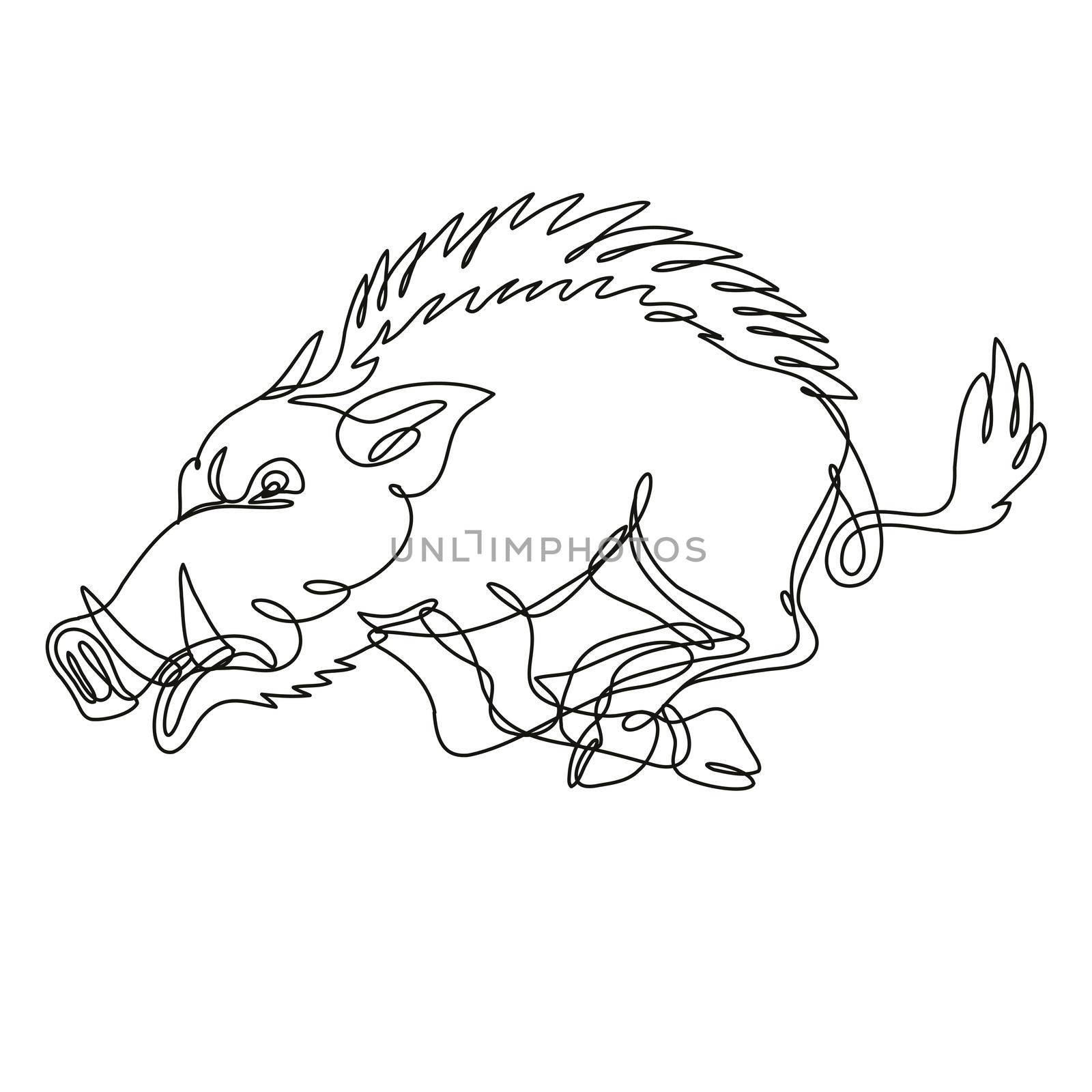 Razorback Wild Boar Running Attacking Side View Continuous Line Drawing  by patrimonio