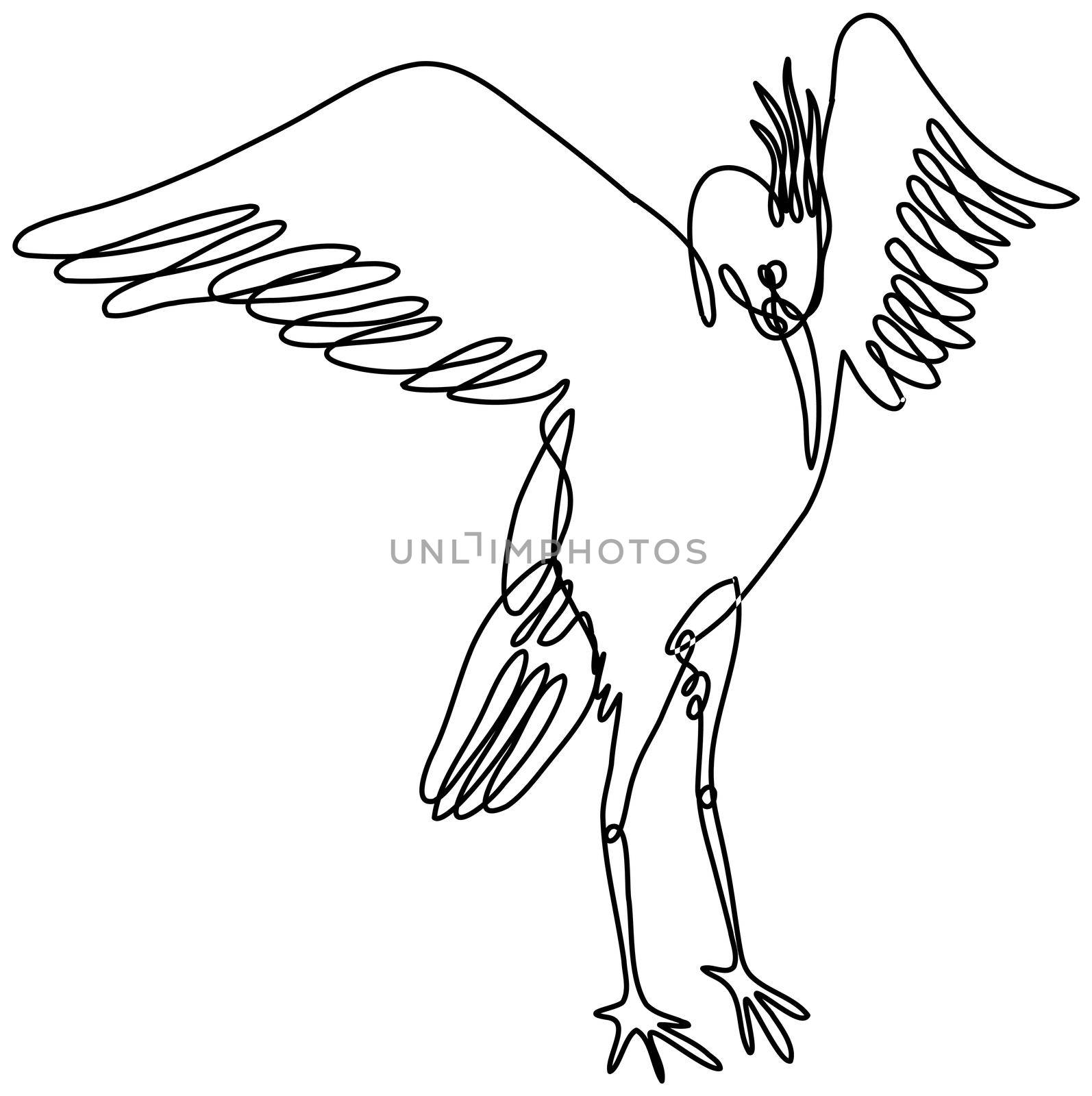 Continuous line drawing illustration of a crane spreading wings front view done in mono line or doodle style in black and white on isolated background. 