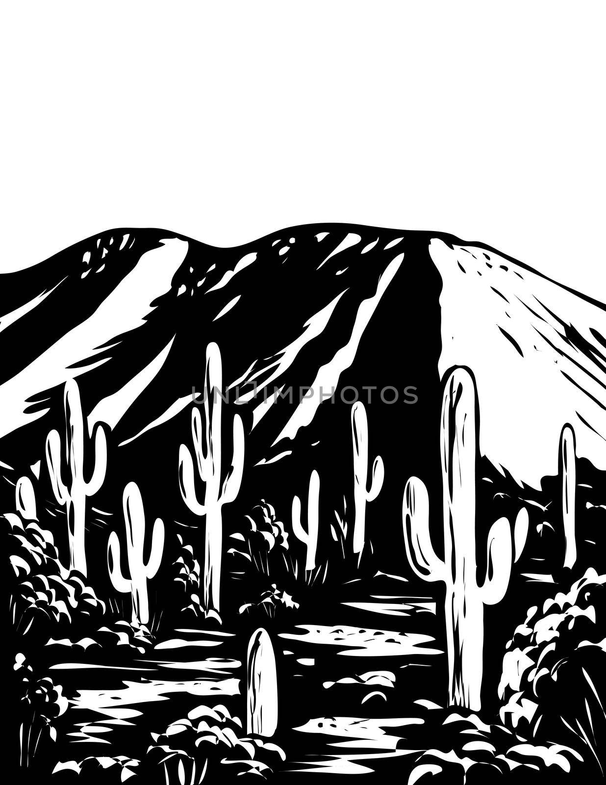 Wasson Peak in Tucson Mountain District of Saguaro National Park Arizona USA WPA Black and White Art  by patrimonio