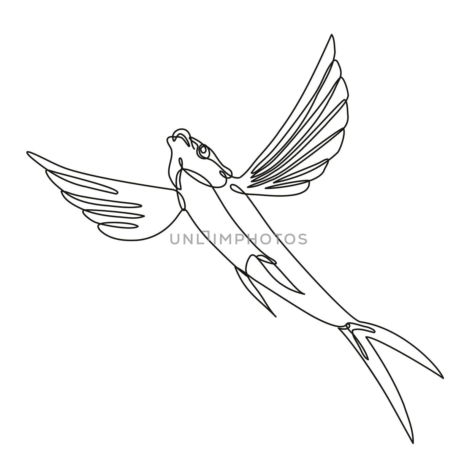 Sailfin Flying Fish Taking Off Continuous Line Drawing  by patrimonio