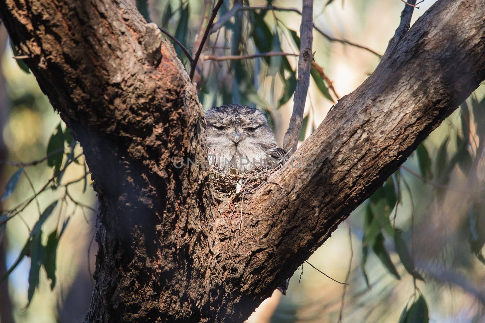 Tawny Frogmouth nesting on top of its chicks. High quality photo