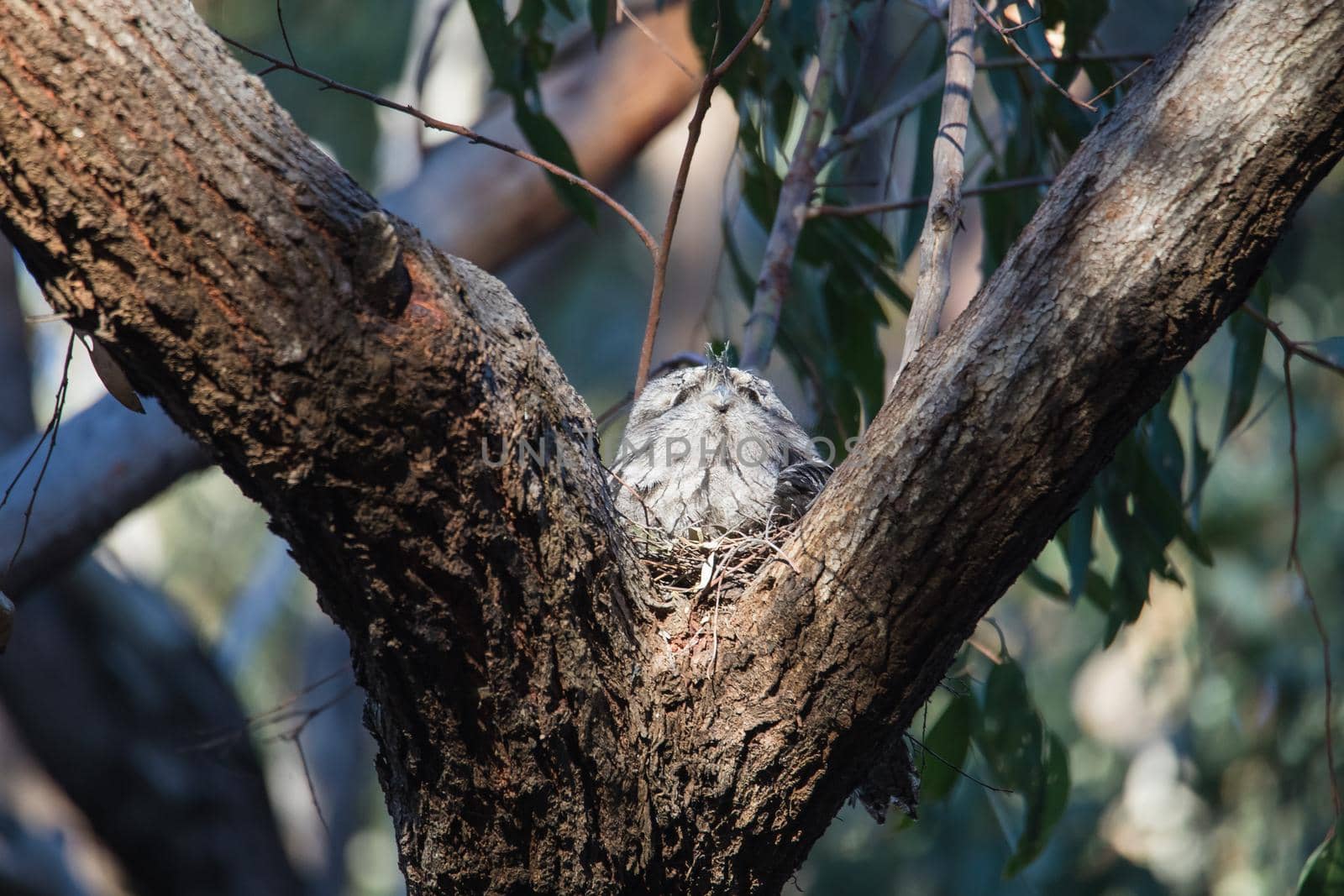 Tawny Frogmouth nesting on top of its chicks. High quality photo