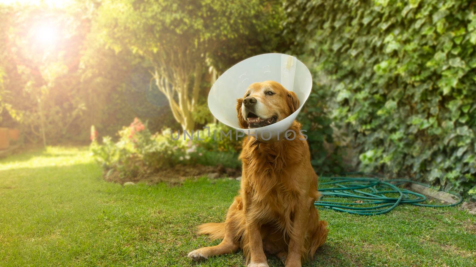 Portrait of an injured Golden Retriever dog with a plastic cone on his neck so that he does not hurt himself in the garden of his house during sunset