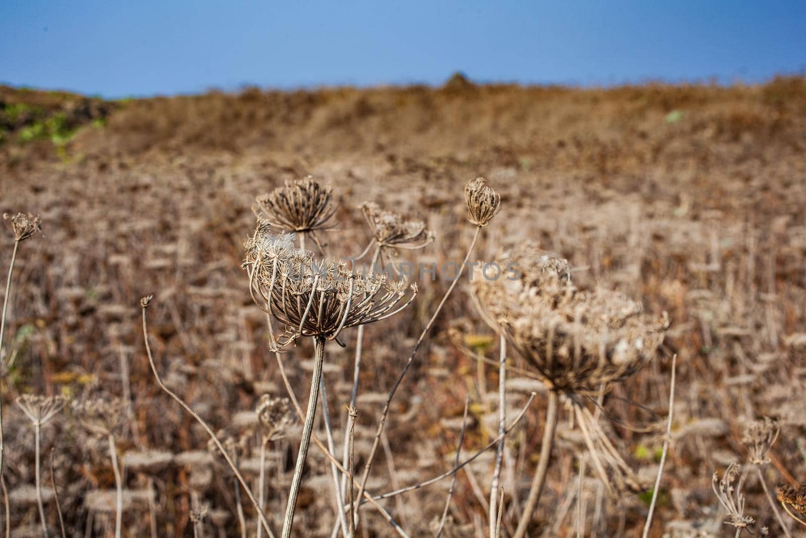 View of the field with dried Crithmum maritimum is know as samphire or sea fennel, Linosa. Sicily