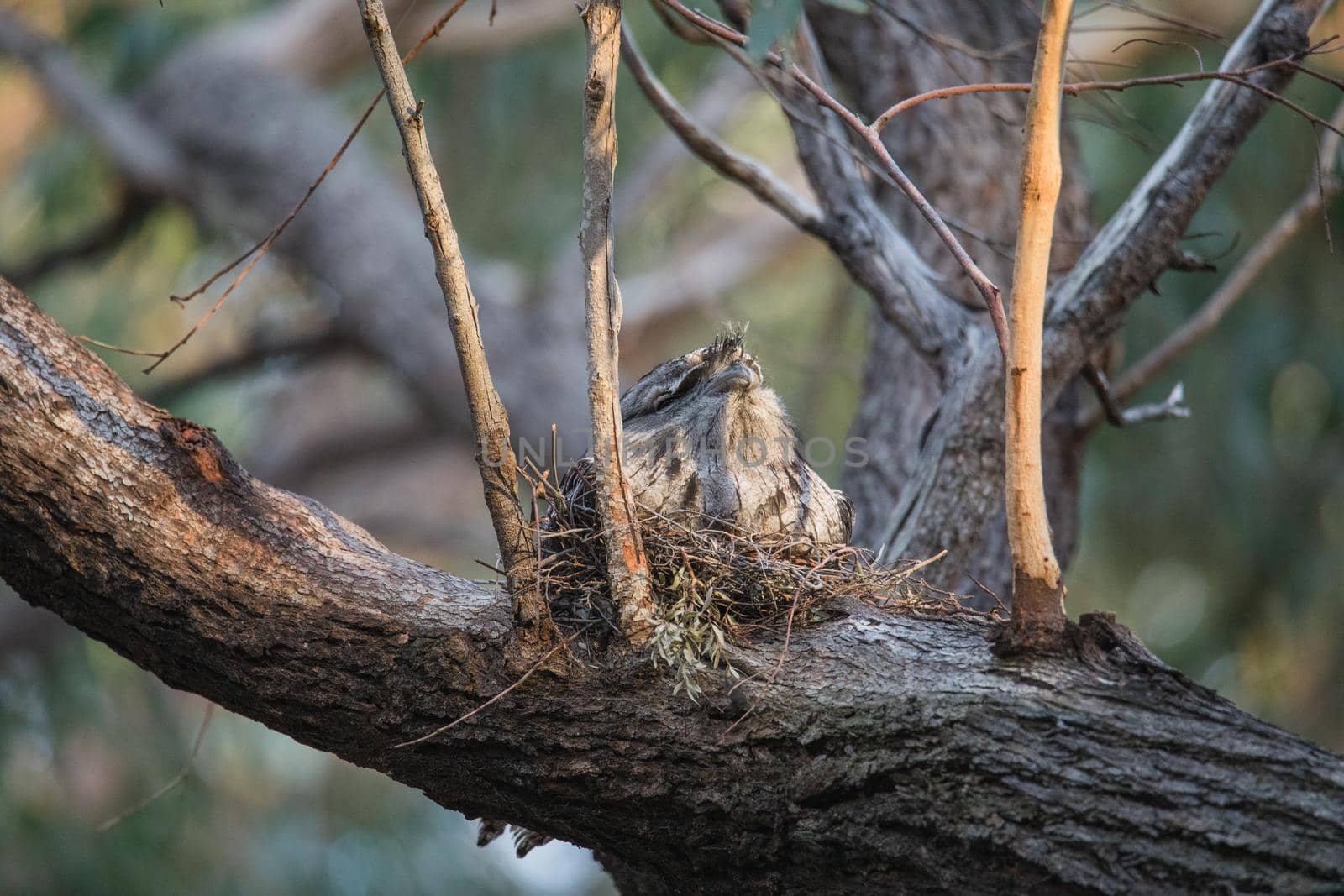 Tawny Frogmouth nesting on top of its chicks. High quality photo