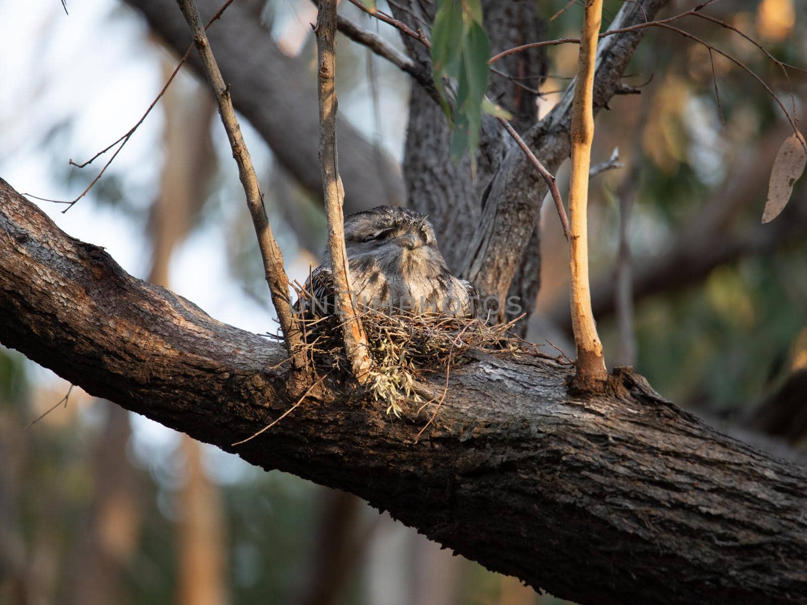 Tawny Frogmouth nesting on top of its chicks. by braydenstanfordphoto