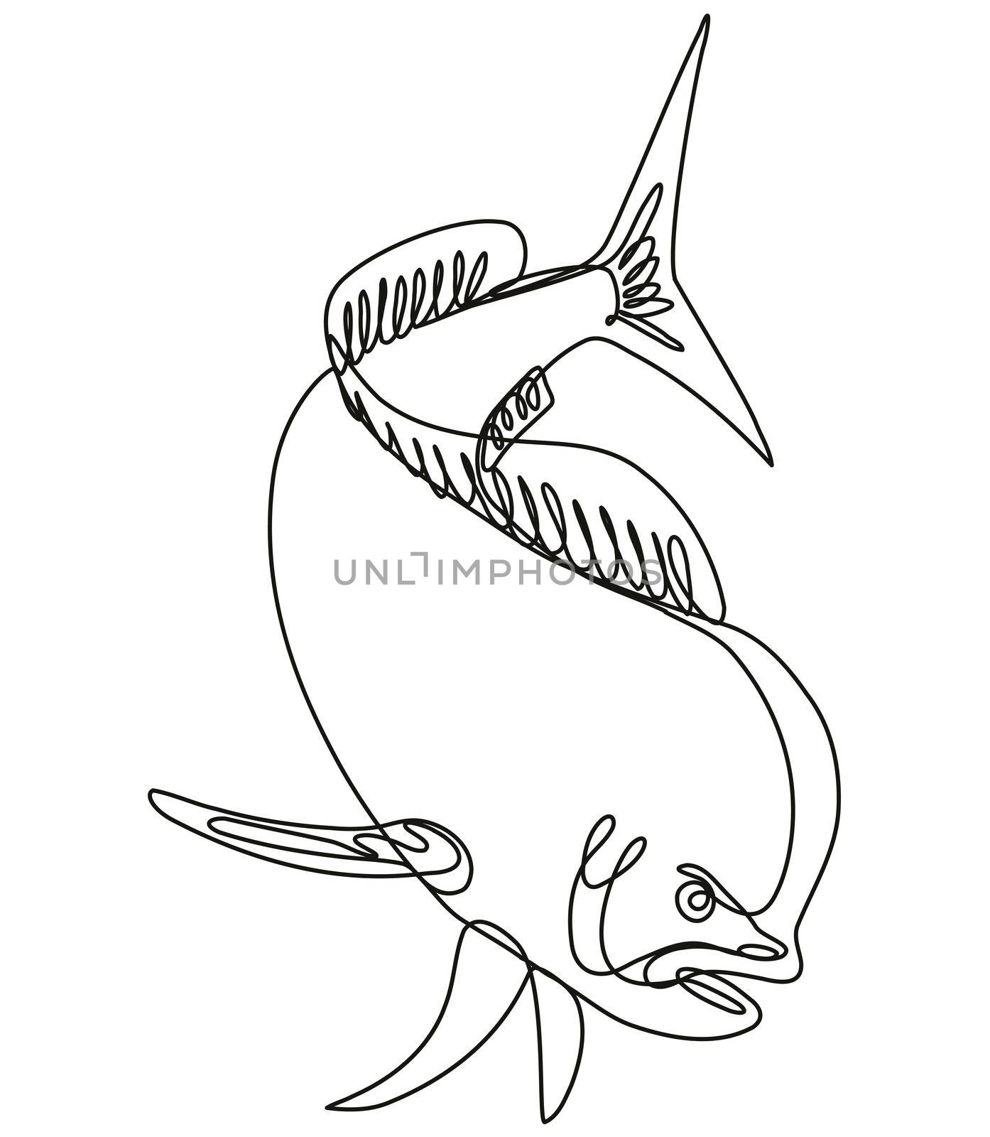 Continuous line drawing illustration of a dorado dolphin fish or mahi mahi diving down done in mono line or doodle style in black and white on isolated background. 